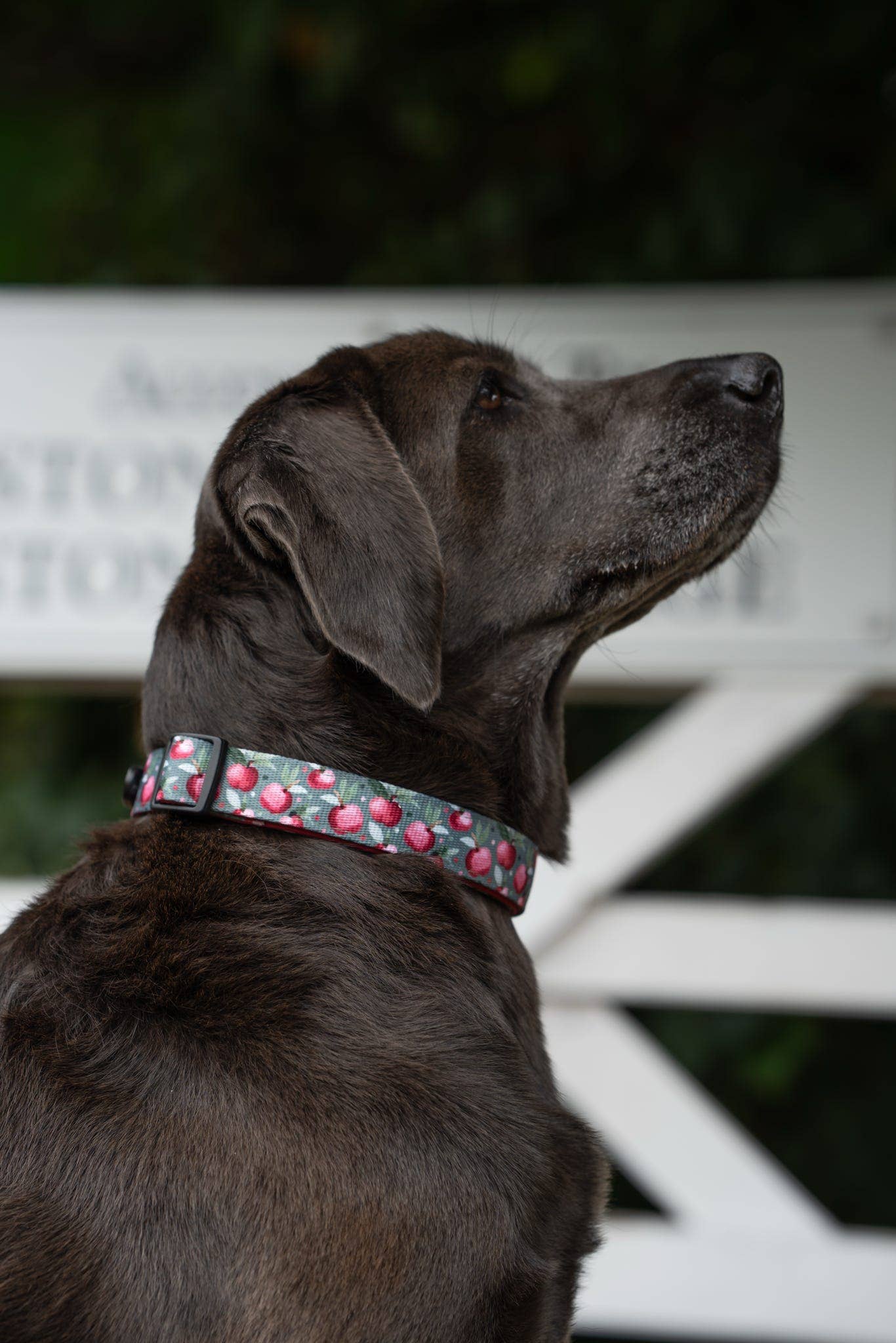 The aDoraBle Pooch Company – wholesale Pet collar – Dog – Collar - Crab Apple Cottage3