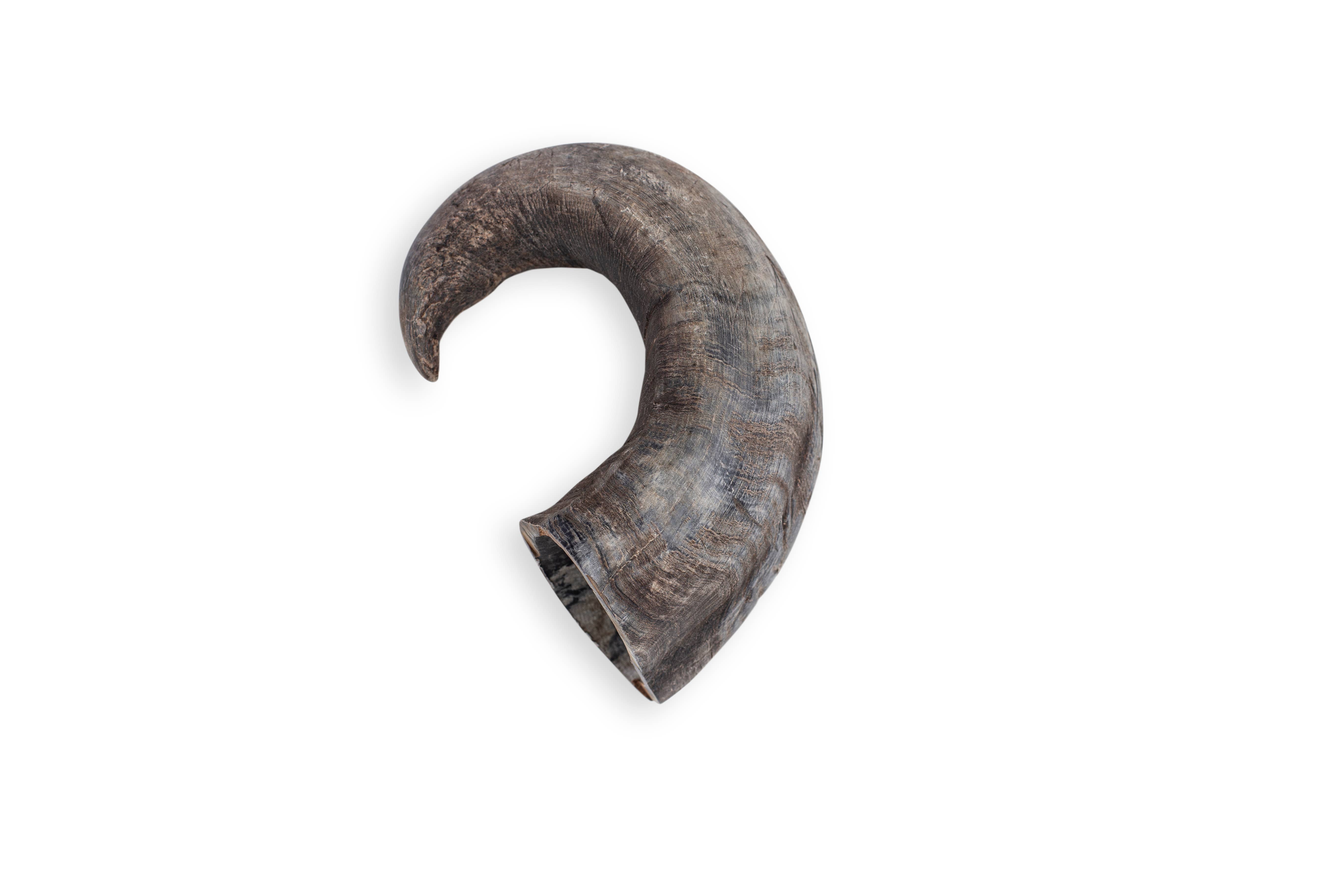 Rozie's Naturals - Wholesale Pet Treats - Dog - WATER BUFFALO HORN- 100% Natural, Dental Dog Chews & Treats12