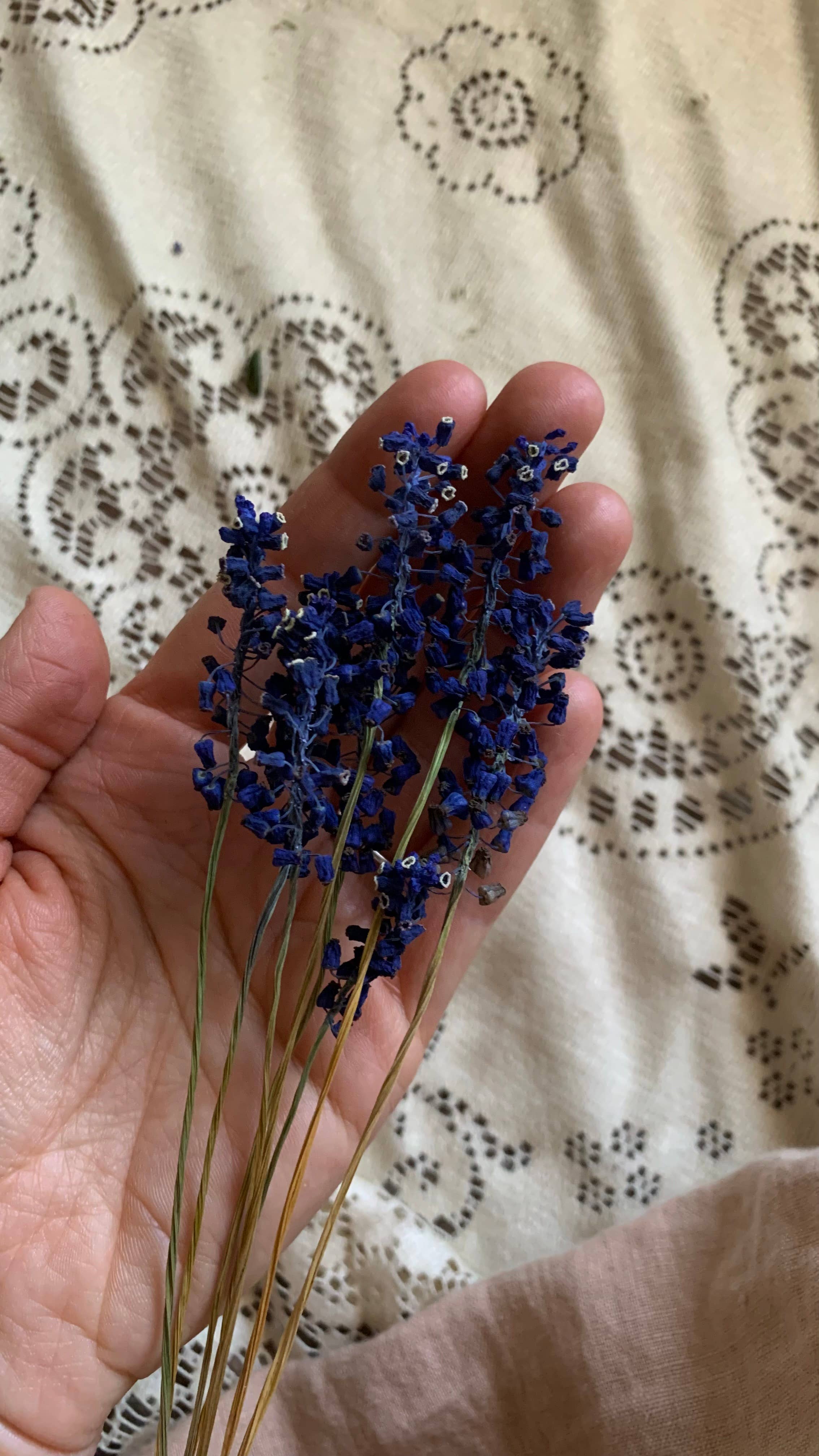 Twig and Snip - Wholesale Dried/Pressed Flowers - Dried Blue Grape Hyacinth Flowers - Natural Cool Tones2