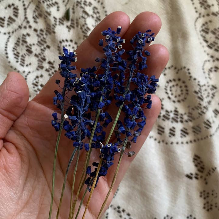 Twig and Snip - Wholesale Dried/Pressed Flowers - Dried Blue Grape Hyacinth Flowers - Natural Cool Tones2