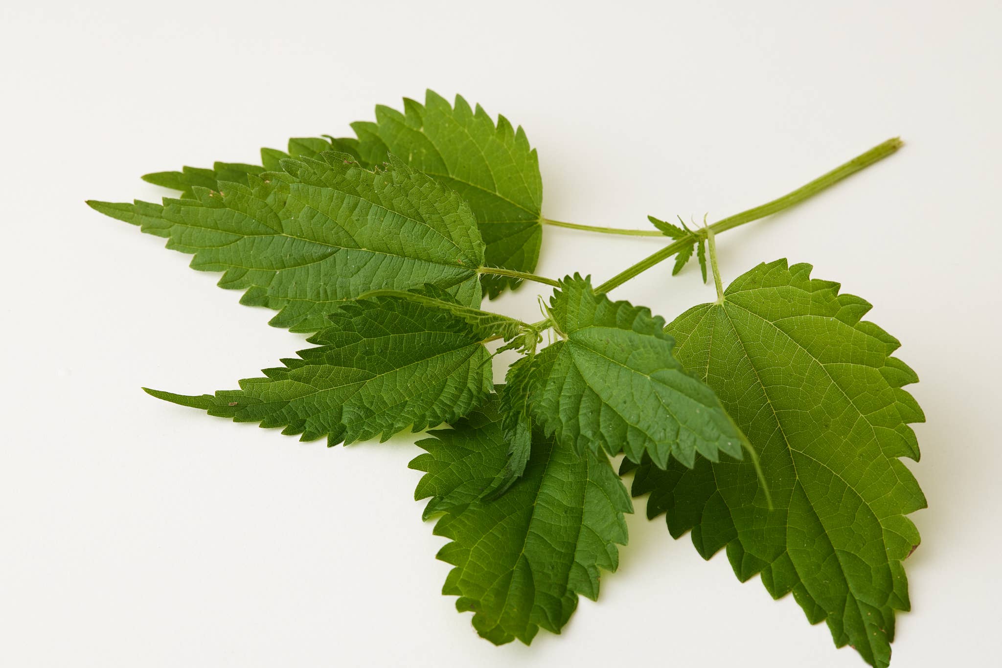 Under Luna – Engroshandel Hårbalsam – WHS - TULSI BLOOM BALSAM 9,5 OZ2