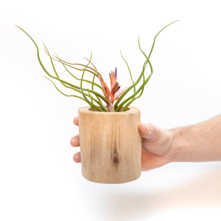 Air Plant Shop - Wholesale Live Plant - Large Driftwood Containers with Custom Tillandsia Air Plant