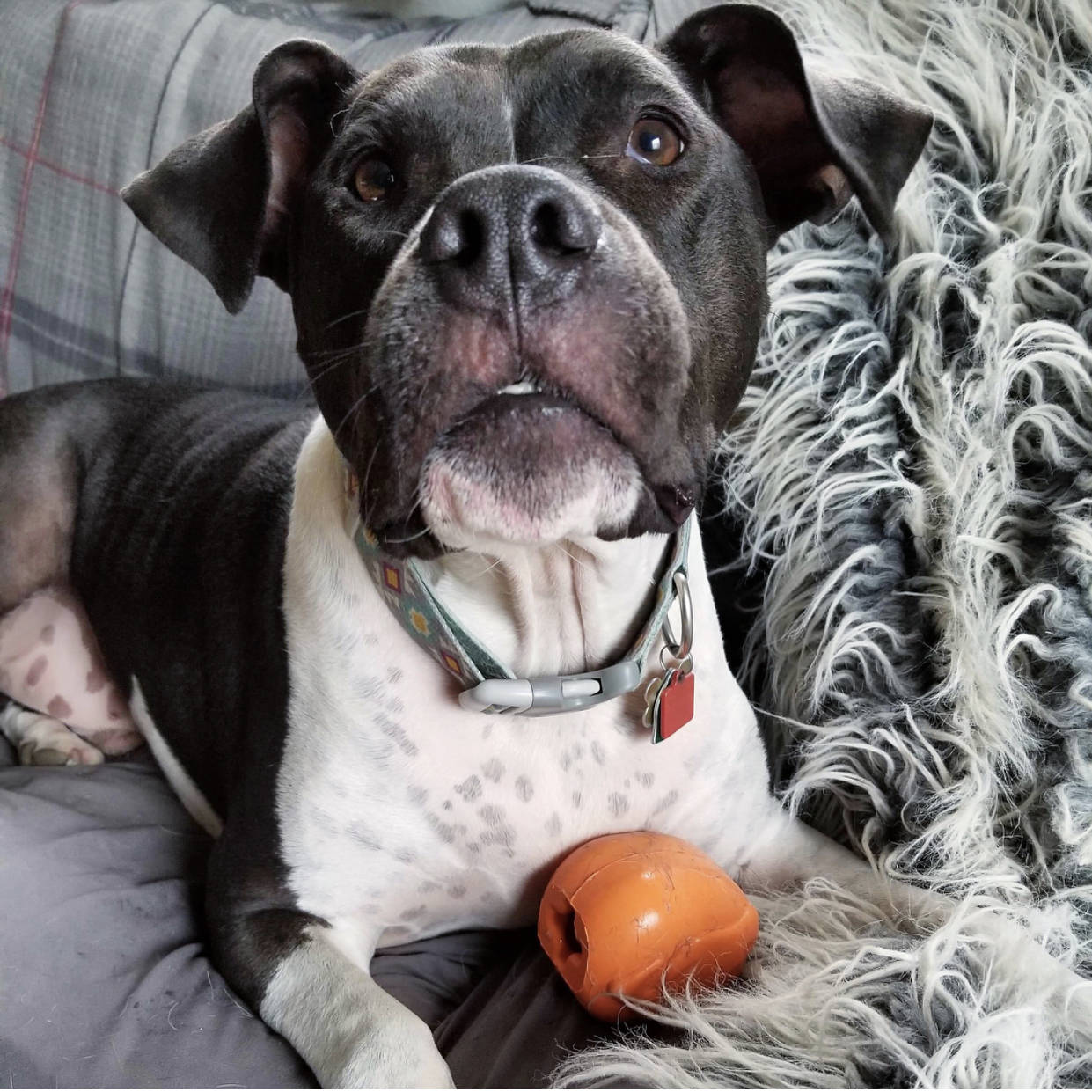 SodaPup Dog Toys - Vente Jouet à mâcher – chien - Distributeur de friandises jouet à mâcher Dinde rôtie - Grand format orange3