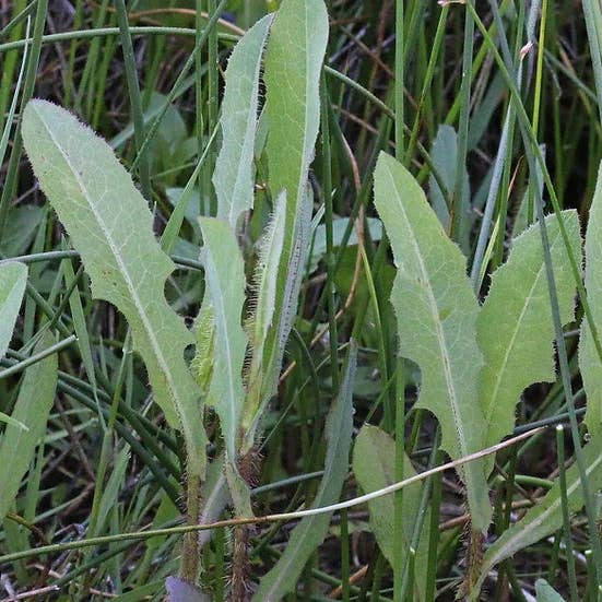 Ekologiskt Vild Salladslöv Te Löst för wholesale av Healing Herbals