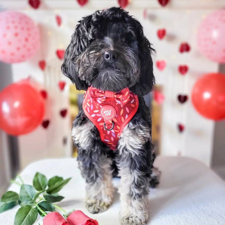 WYLD CUB - Wholesale Pet Harness - Dog - Adjustable Dog Harness: Hampstead Fireside11