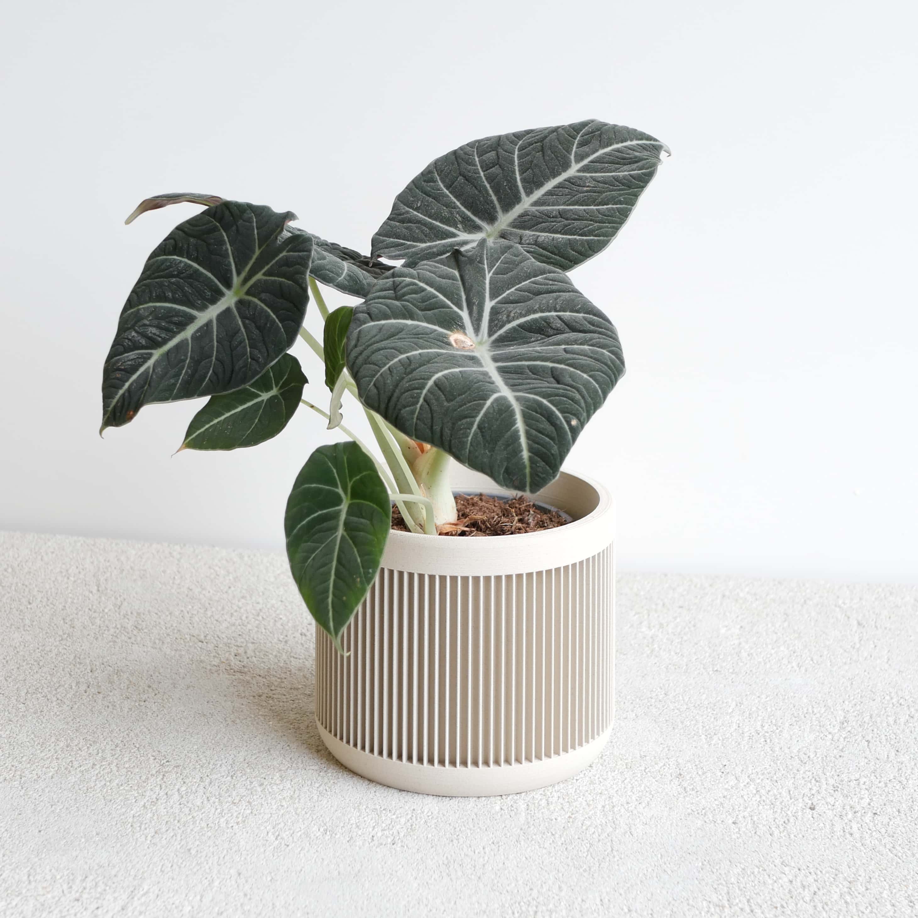 MINIMUM DESIGN - Wholesale Plant Pot - Indoor Plant House - Beige, Black, Green, Mist white, Terracotta - JAPAN13