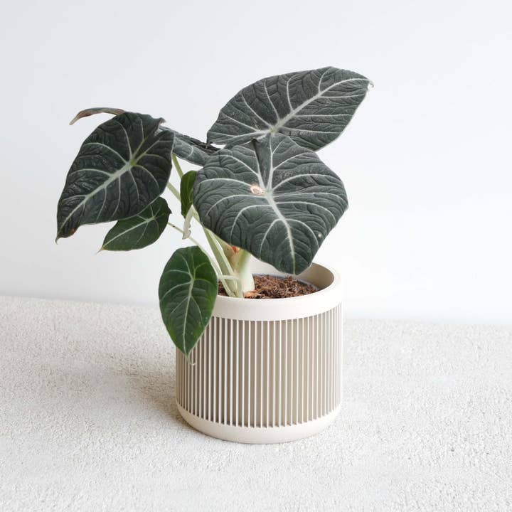 MINIMUM DESIGN - Wholesale Plant Pot - Indoor Plant House - Beige, Black, Green, Mist white, Terracotta - JAPAN13