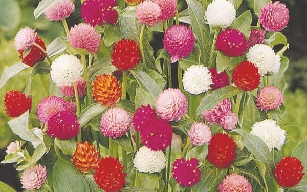 The Rike - Wholesale Plant Seeds - 1200 Seeds Mixed Color Globe Amaranth Flower Seeds for Plant6