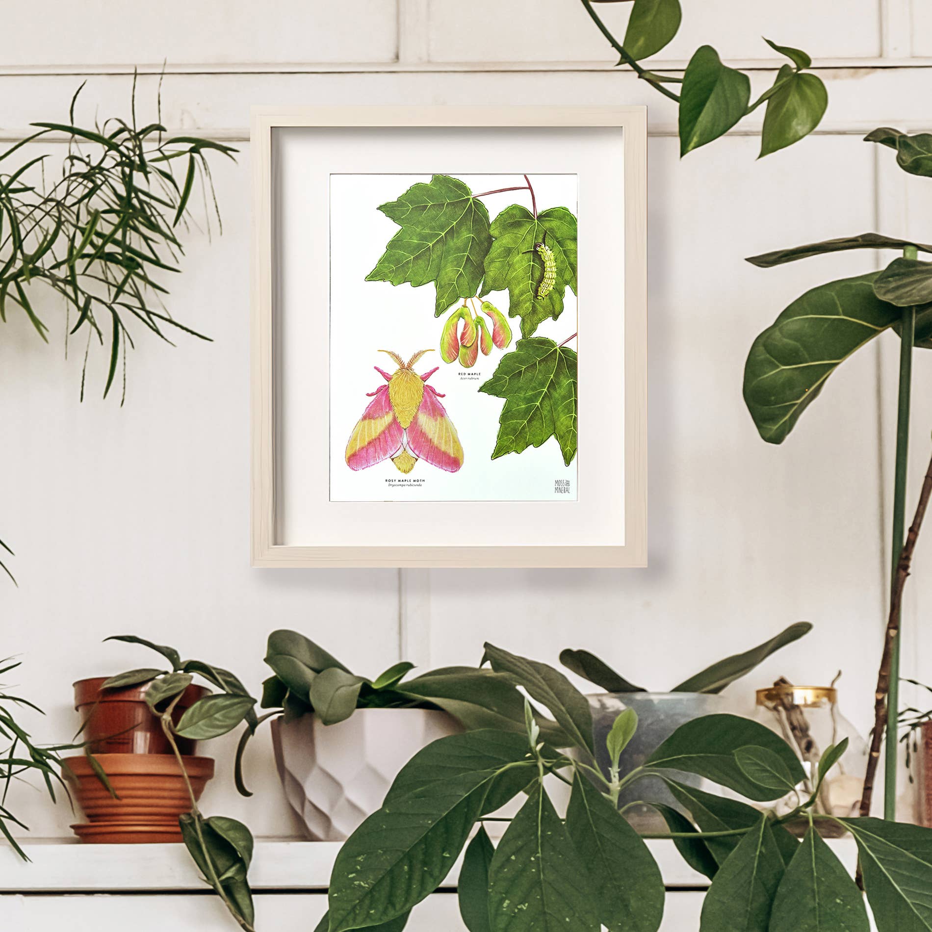 Moss and Mineral - Wholesale Art Print - Rosy Maple Moth and Red Maple, Botanical Illustration3