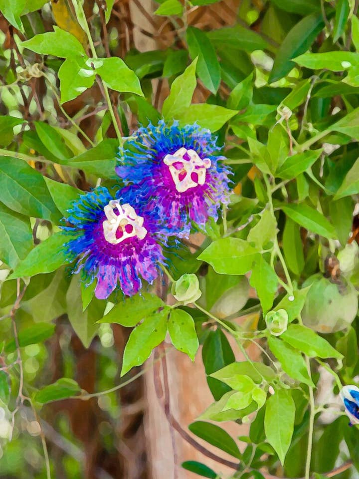 Watercolor Digital Prints - Botanical Garden for wholesale by My Curly Adventures