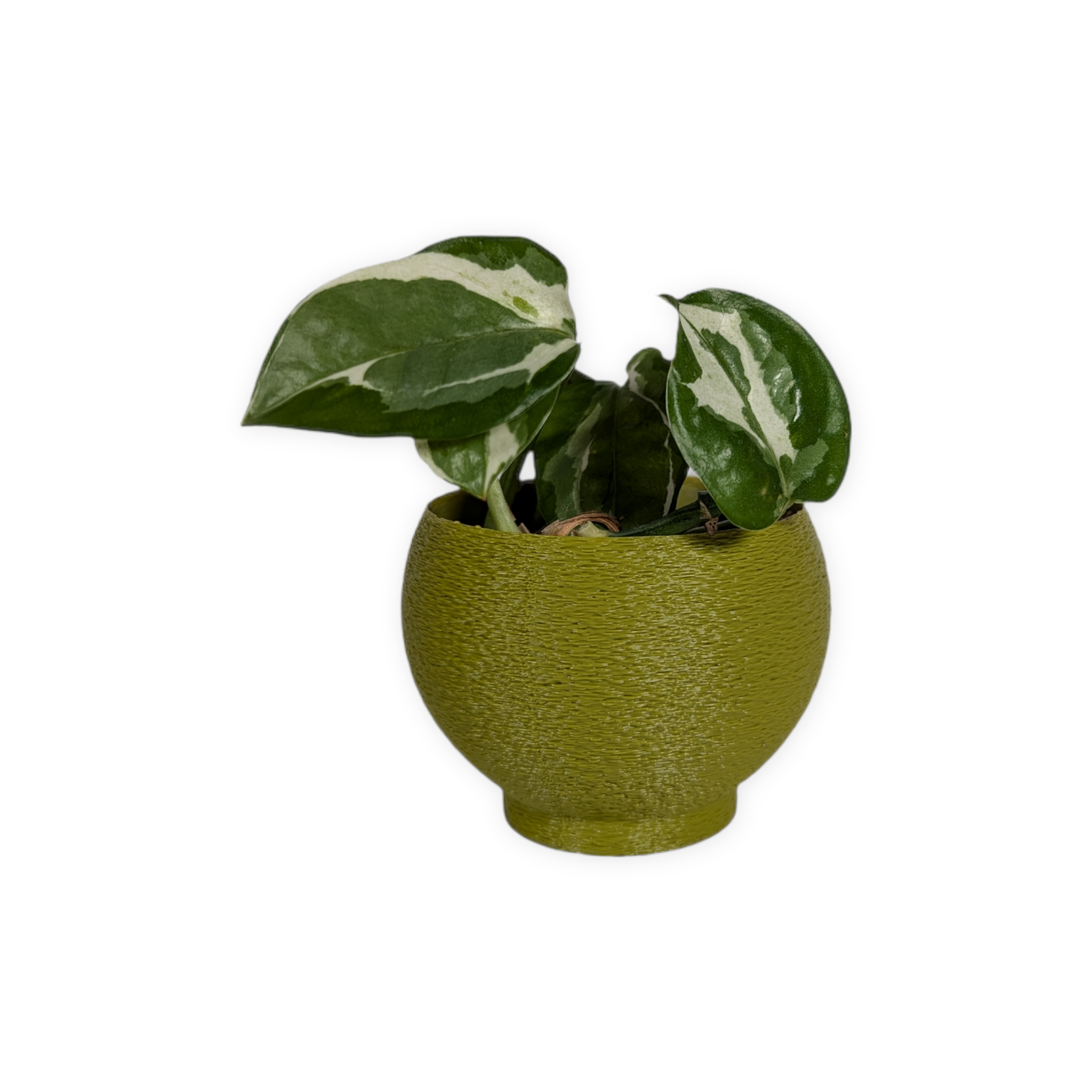 Leafprints.3d - Wholesale Plant Pot - The Petal – 2 Inch Cover Pot (No Drainage)17