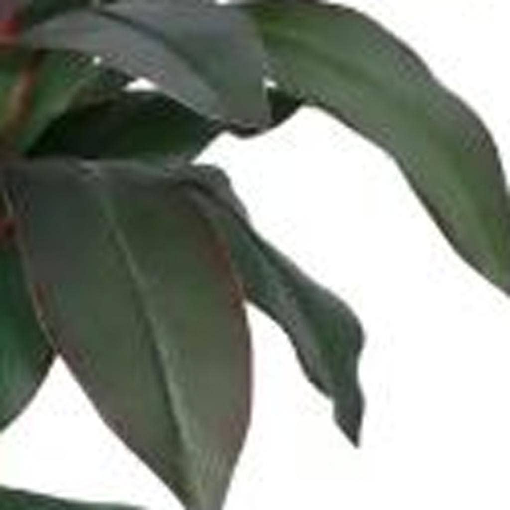HomeRoots – wholesale Konstgjord växt – Grön konstgjord dracaena, 18 cm, i cylindrisk vit cementkruka4