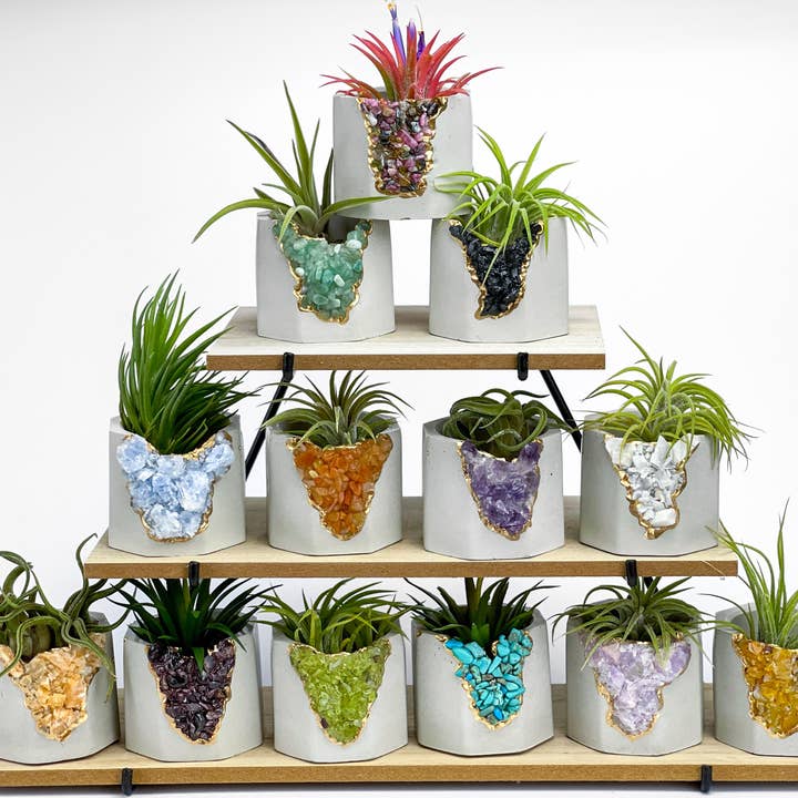 AURA 8 Art Boutique - Wholesale Live Plant - Air Plants Tillandsia Ionantha Mexican, Live Airplant, Blue