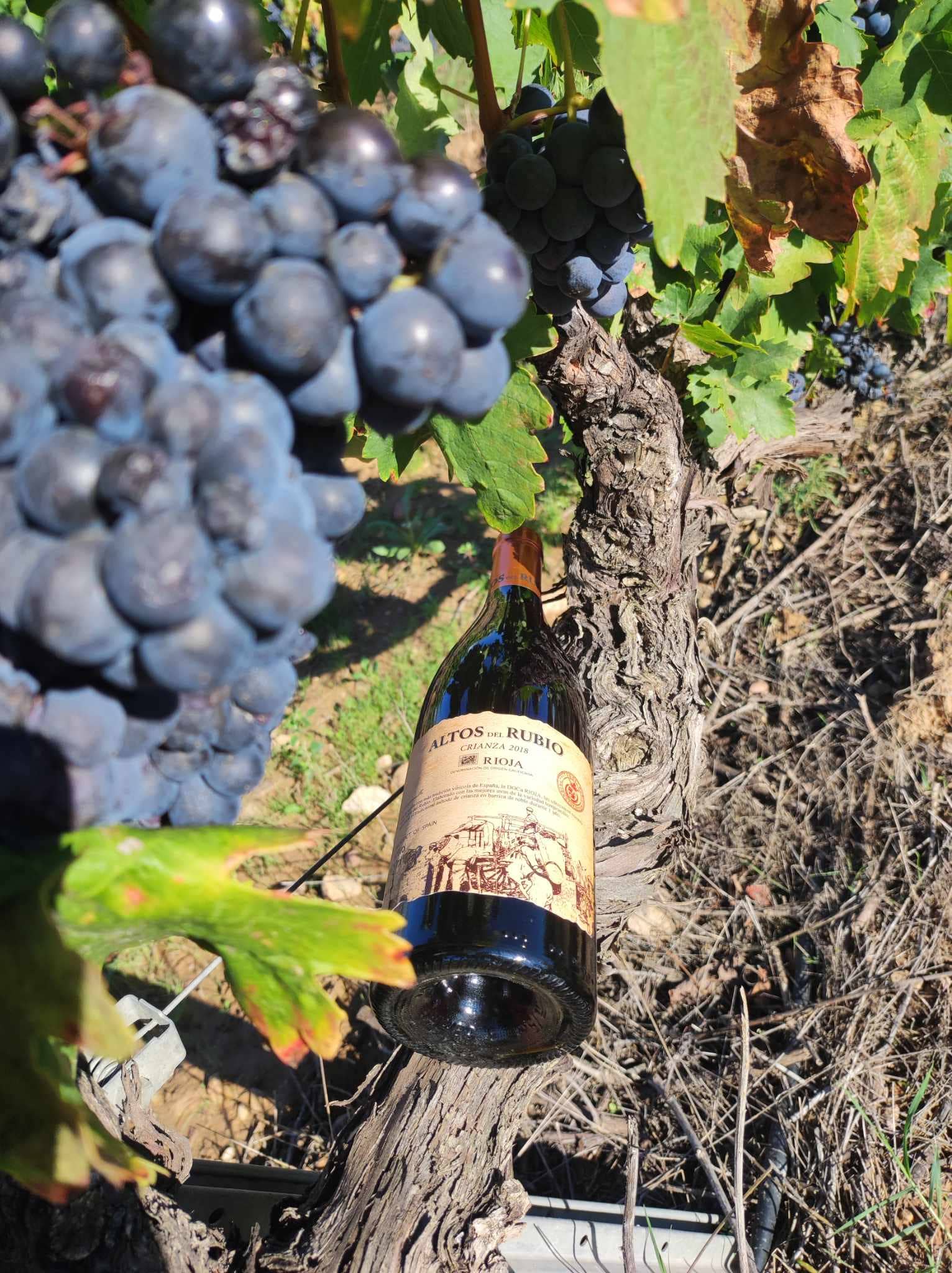 Viñedos y Bodegas Lyng – wholesale Rött vin – D.O.Ca. Crianza rödvin Rioja Altos del Rubio5