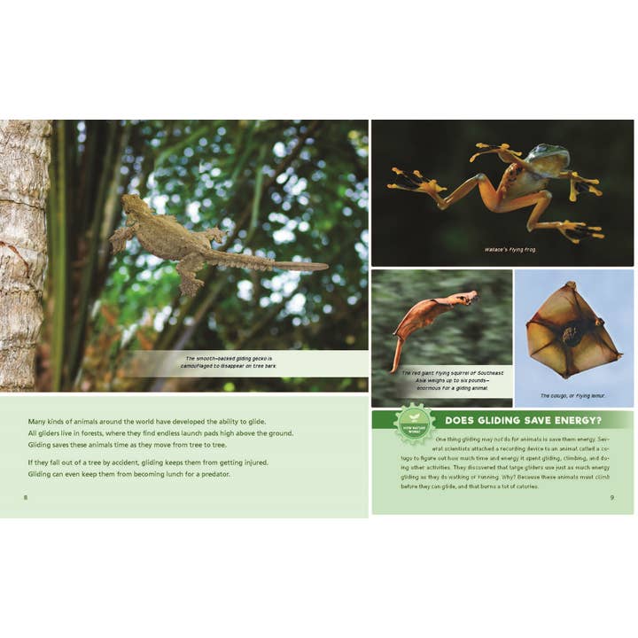 W. W. Norton - Wholesale Early Reader Book (6-8) - Catching Air: Taking the Leap with Gliding Animals3