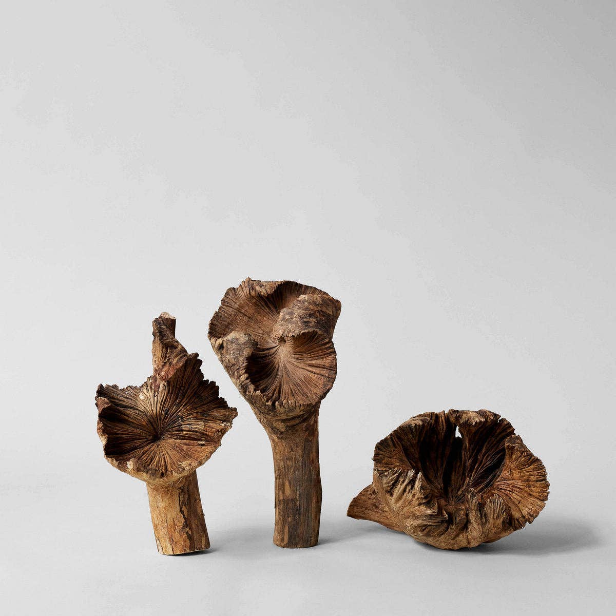 Bloomist – wholesale Dekorativt bordsobjekt – Sällsynt träblomma10