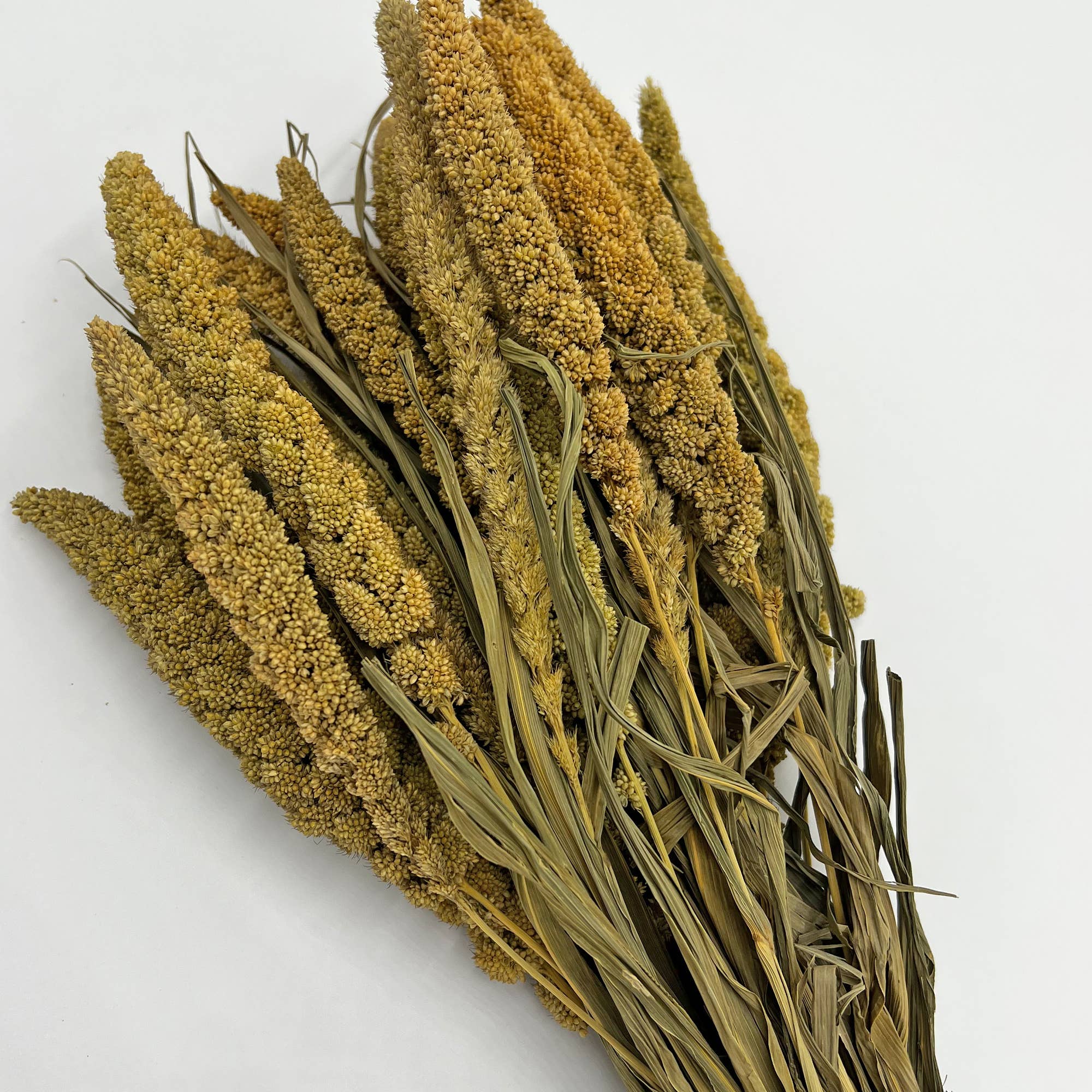 2626 Designs - Wholesale Dried/Pressed Flowers - Dried Preserved Millet Flower 21" Multiple Colors13