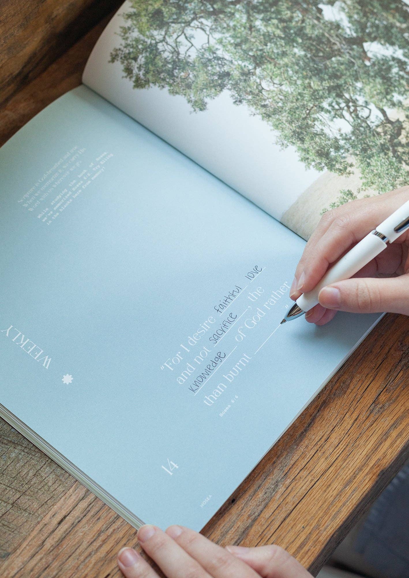 She Reads Truth - Wholesale Religion Book - Hosea Study Book | She Reads Truth5