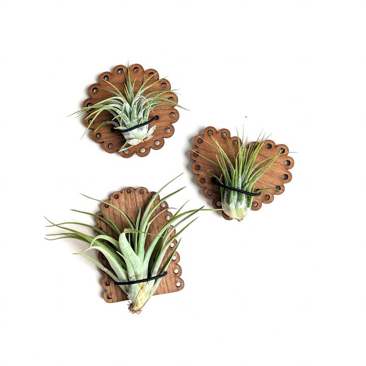 Savvie Studio - Wholesale Magnet - Air Plant Magnet - Wood Magnets with Scalloped Edge