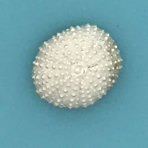 Basic Spirit - Wholesale Decorative Tabletop Object - Sea Urchin Shell