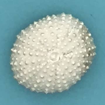 Basic Spirit - Wholesale Decorative Tabletop Object - Sea Urchin Shell0