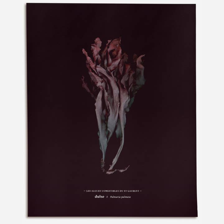 Dulse (Palmaria palmata) für den Großhandel von Raoul & Simone