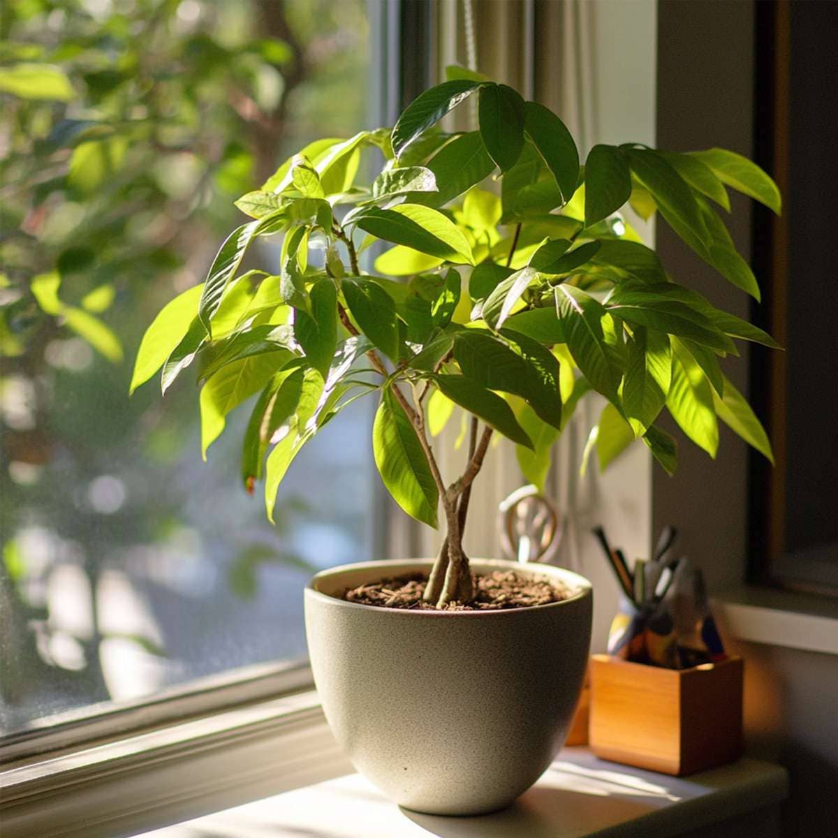 Oasis of Life – wholesale Live plant – Money Tree – 2 Plants – Pachira Aquatica – Height 60–70cm – Ø17cm – Braided Money Tree – Tropical Houseplant for Living Room & Office – Includes Plant Fertilizer7