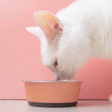 Adragna Petfood srl Società Benefit - Vente Nourriture – chat - Recette nutraceutique de qualité supérieure pour chats adultes sensibles2