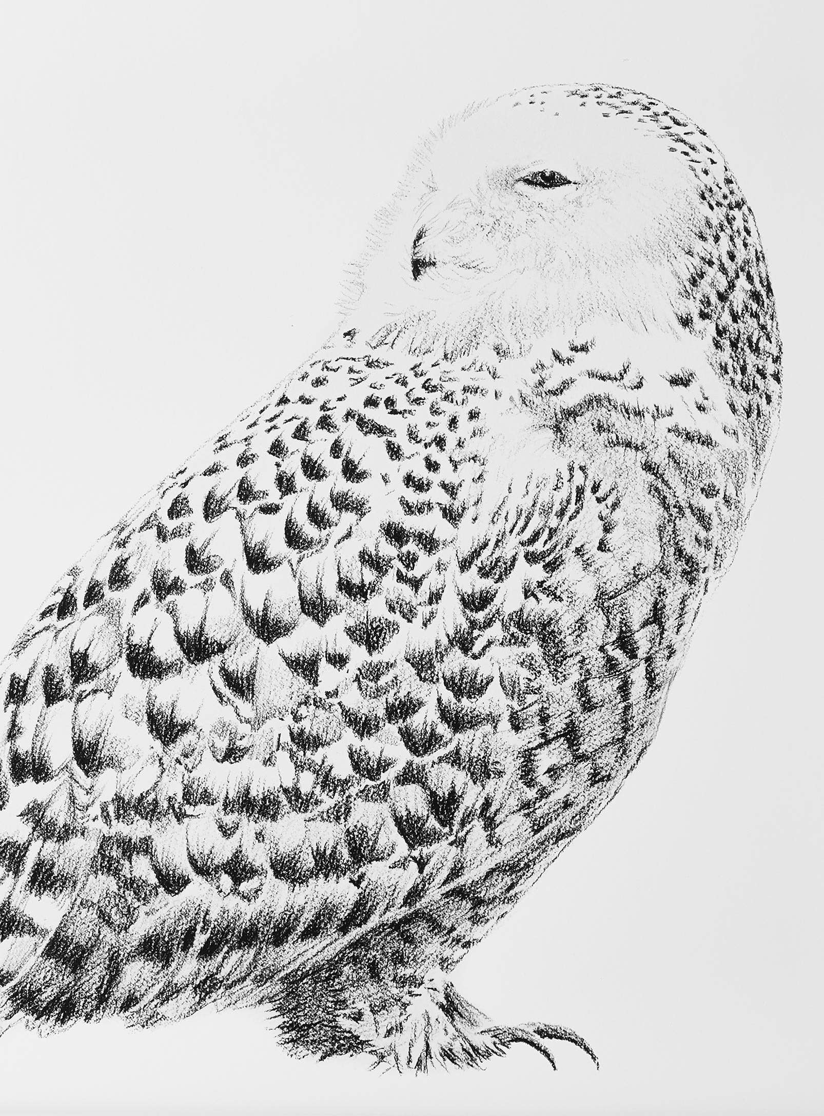 LE NID atelier - Wholesale Art Print - Snowy Owl Print2