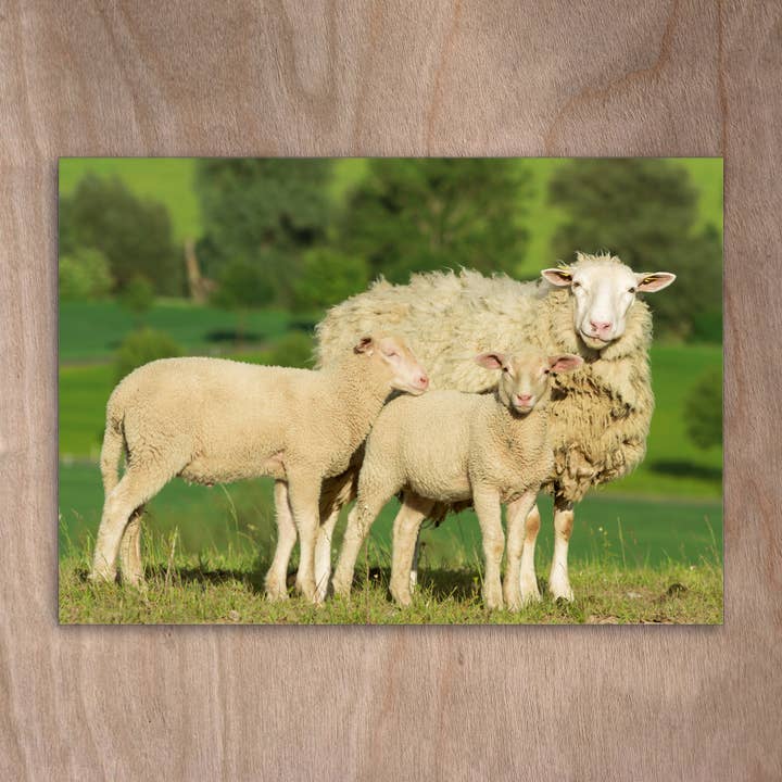 Ansichtkaart Eye0266 Schaap Lammetjes Lammetjes Linnen Schaap voor wholesale door eye-comm