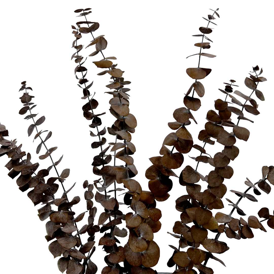 2626 Designs - Vente Fleur séchée/pressée - Feuilles d'eucalyptus petites préservées de 43 à 53 cm de long14