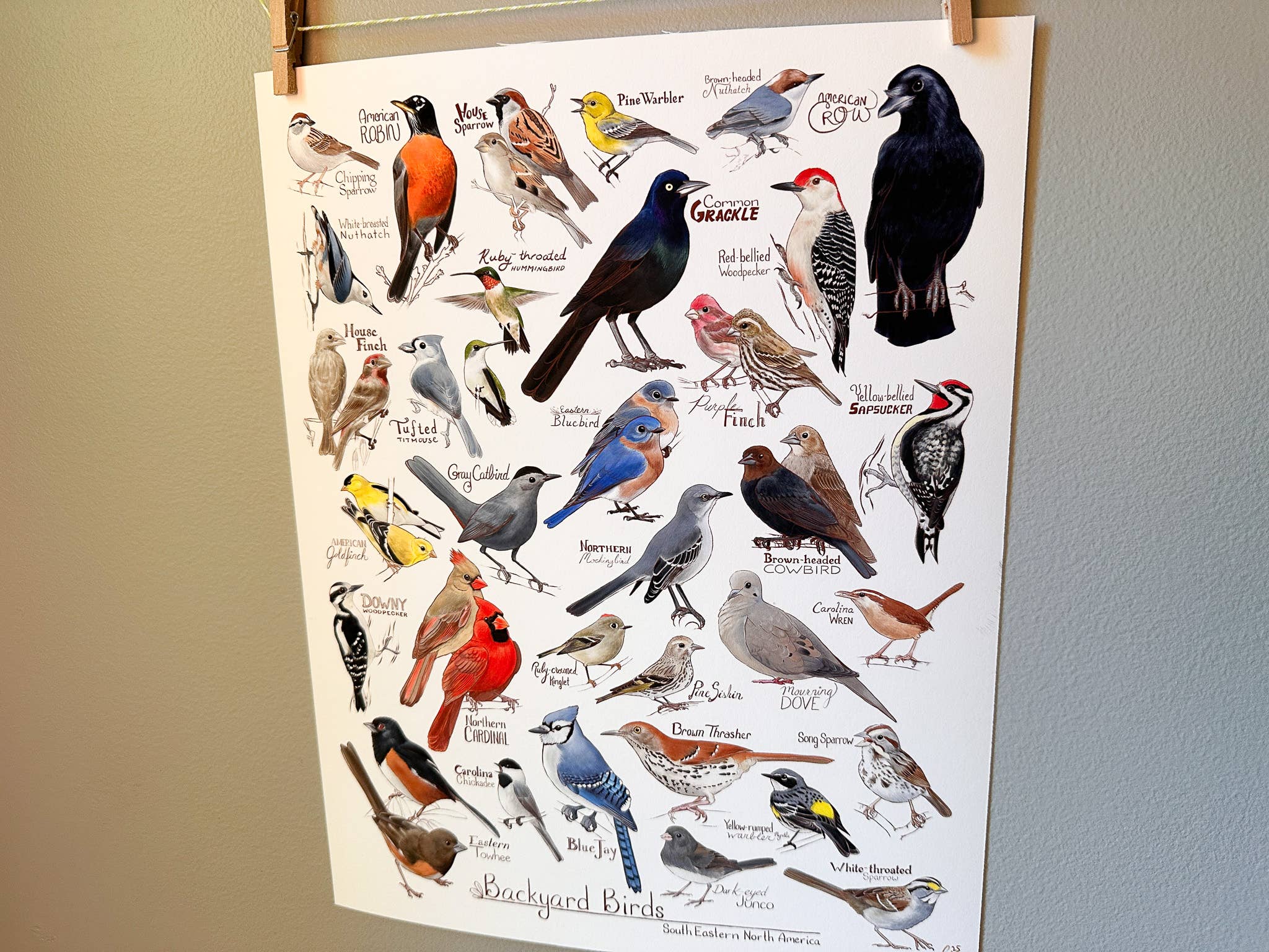River Thrush Studio - Wholesale Poster - Backyard Birds of South Eastern North America1
