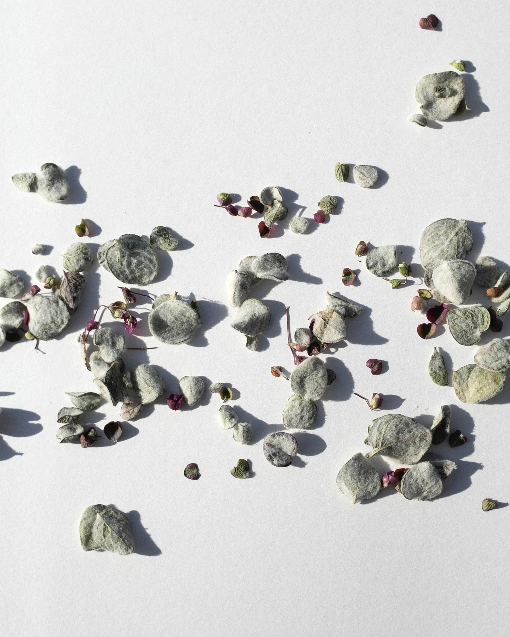 Daphnis and Chloe - Wholesale Loose Tea - Dittany from Crete1