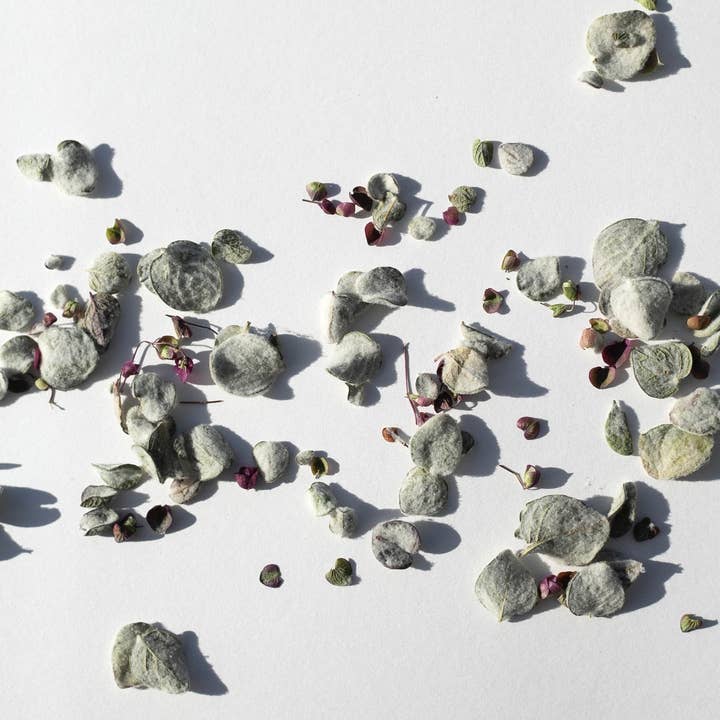 Daphnis and Chloe – wholesale Loose tea – Dittany from Crete1