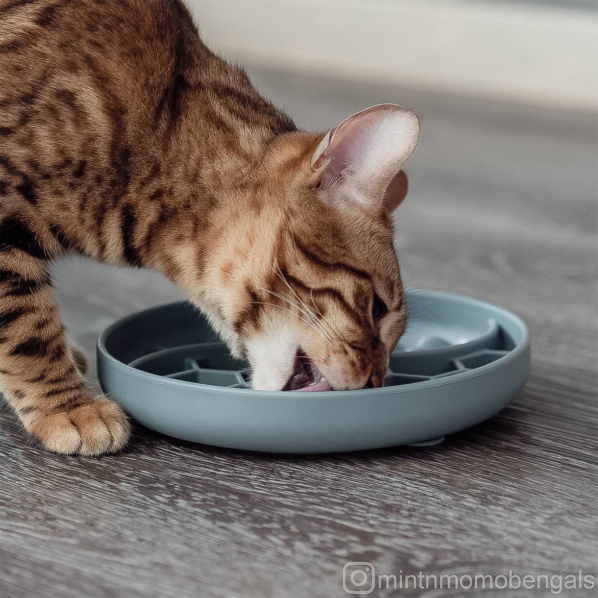ne&no - Wholesale Pet Bowl - Cat/Dog - ne&no® Anti-Gulping Bowl / Licking Dish for Dogs & Cats14