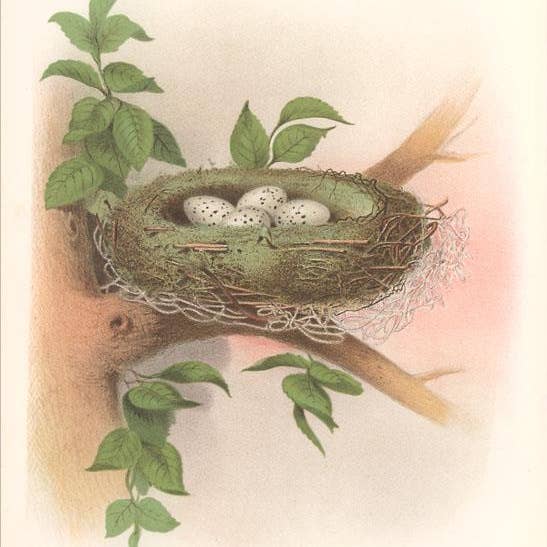 Kunsttryk BD-276 Rede med plettede æg for engroshandel hos Found Image Press