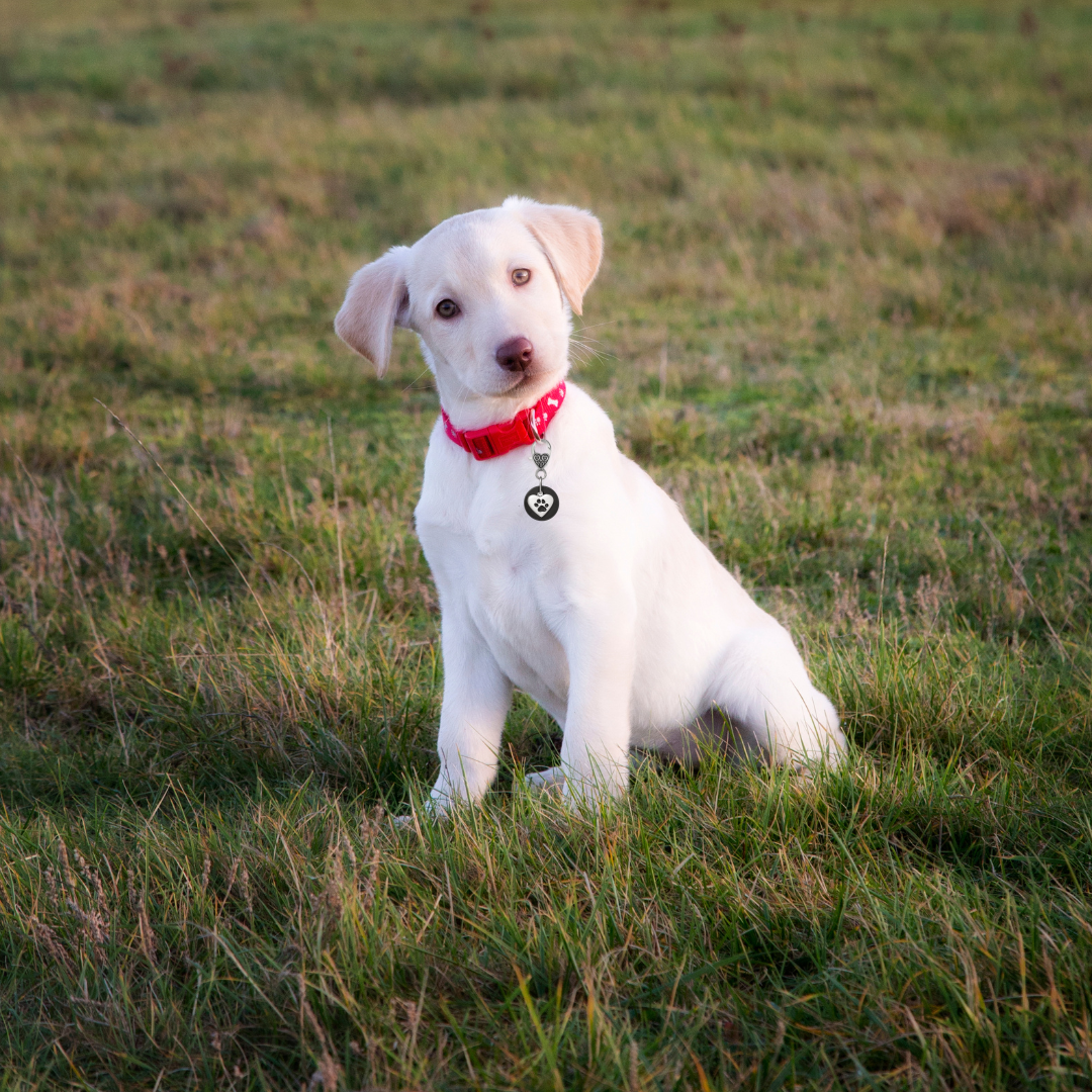 Karelia Creations - Wholesale Pet Collar Charm - Cat/Dog - Shungite Pet Collar Charm for Dogs and Cats (Small/Medium)5