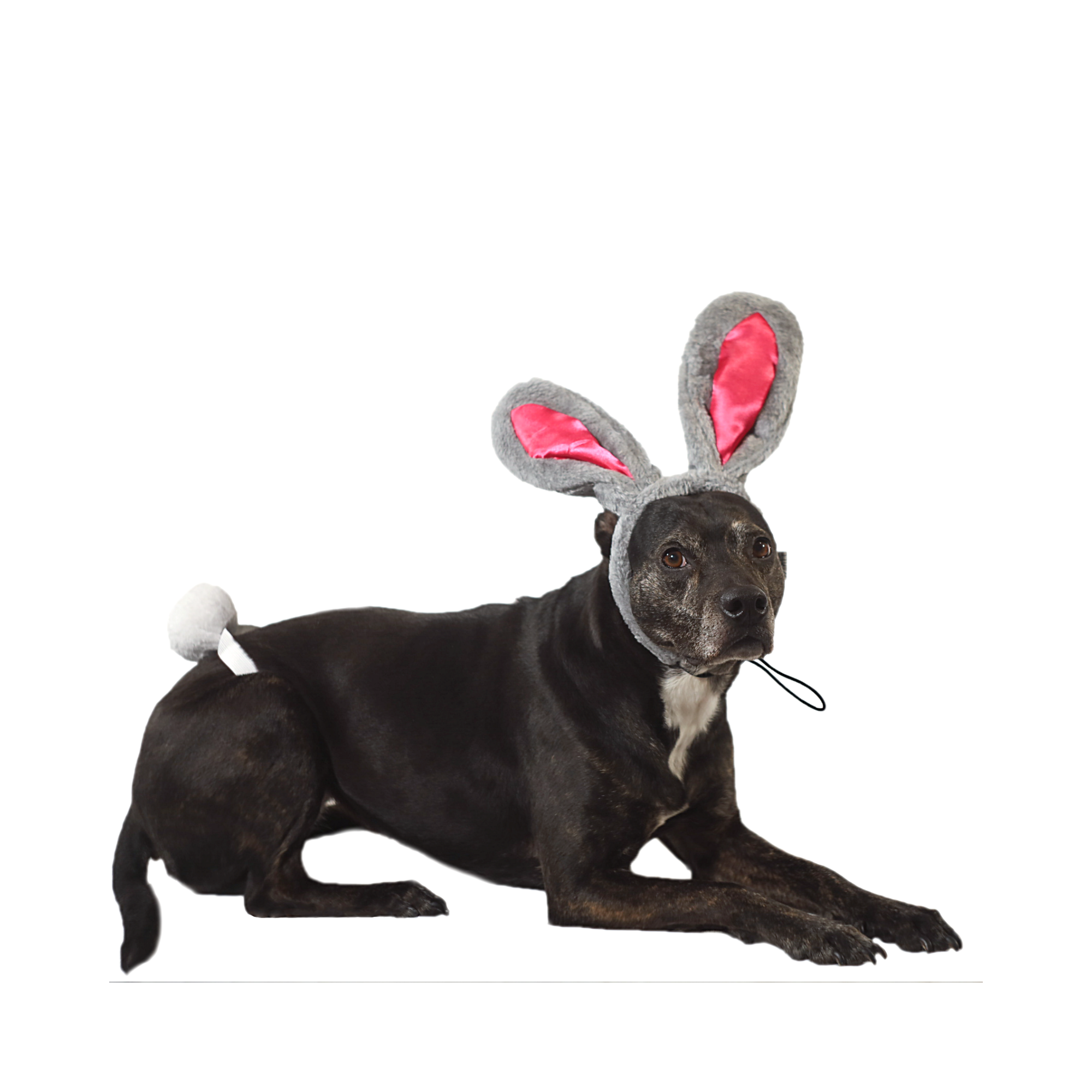 Midlee Designs - Wholesale Pet Costume - Dog - Midlee Easter Bunny Gray & Pink Rabbit Ears with Tail0