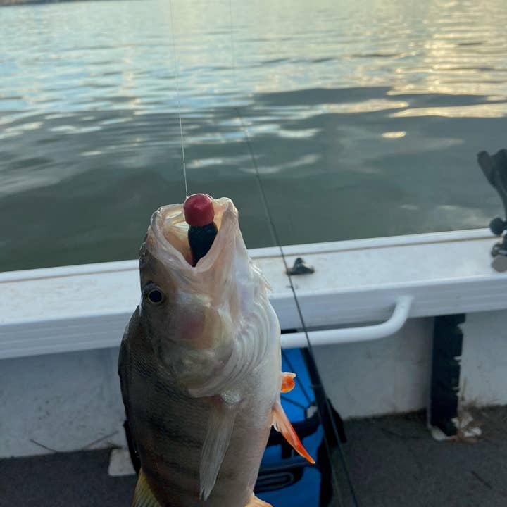 Cod Pro Shop - Wholesale Sporting accessories - Frog soft plastics2