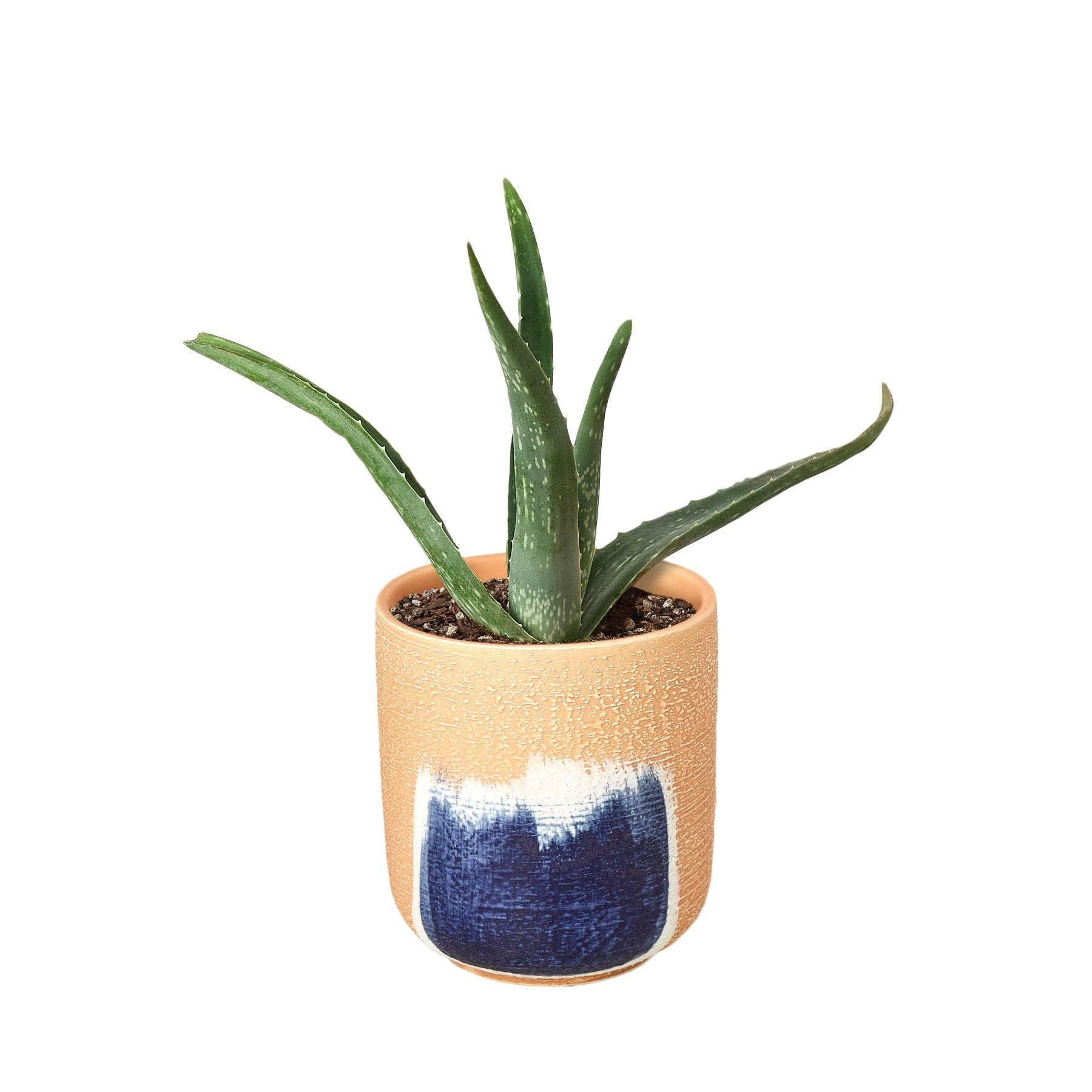 House Plant Wholesale WEST - Wholesale Live Plant - Aloe Vera, Low Maintenance Live Plant7