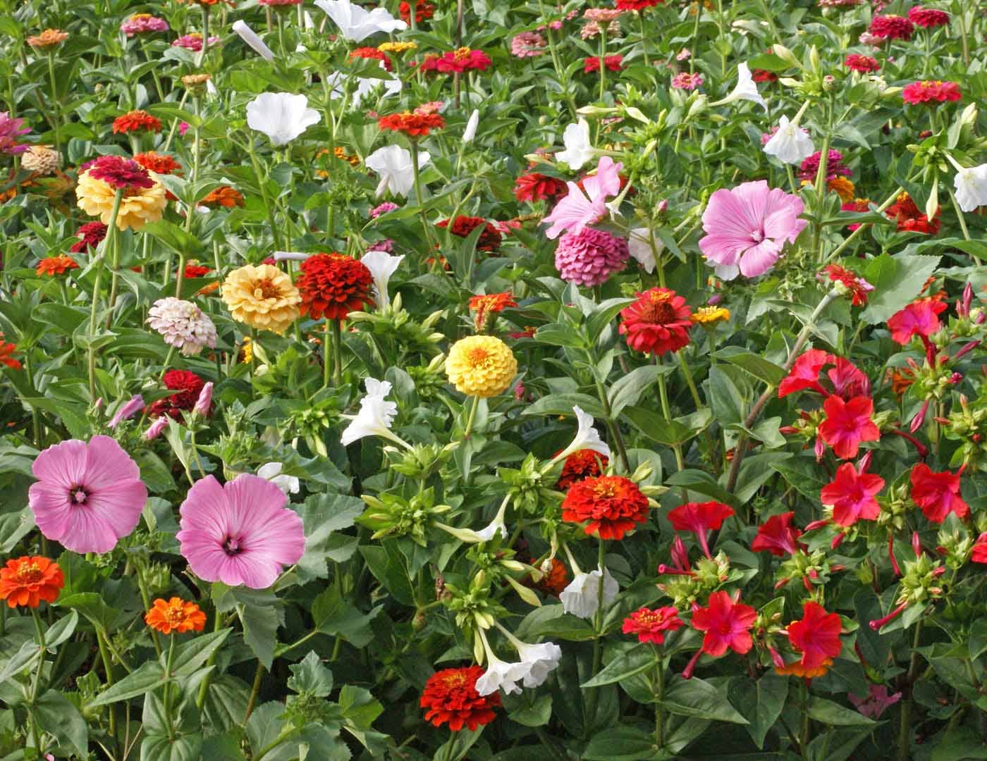 Silver Circle Products - Wholesale Plant Seeds - Cottage Garden Seed Stones5