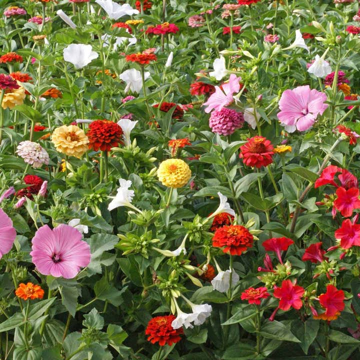 Silver Circle Products - Wholesale Plant Seeds - Cottage Garden Seed Stones5