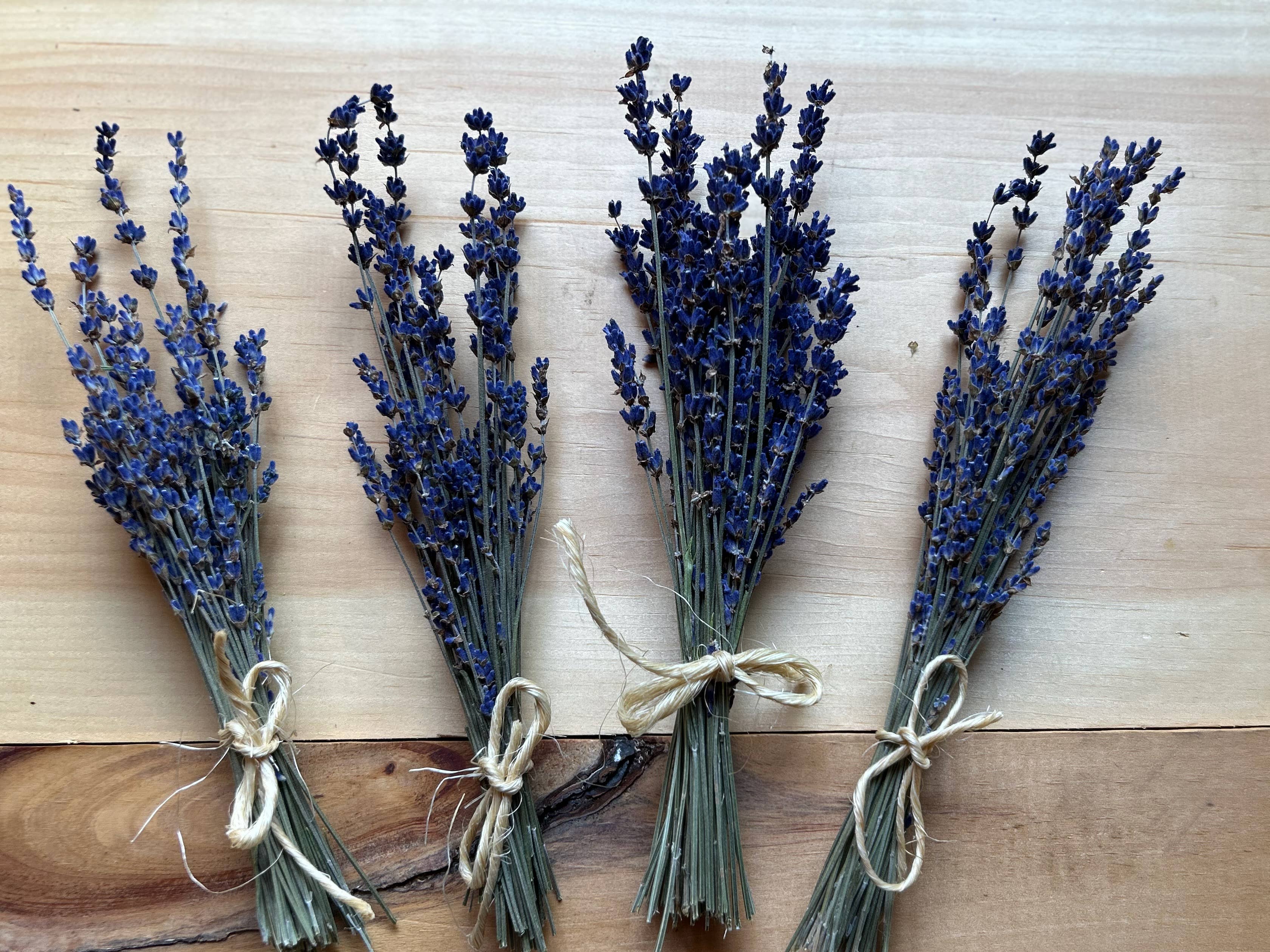 Lavender Creek Farm - Wholesale Dried/Pressed Flowers - Dried Lavender Mini-Bunches2