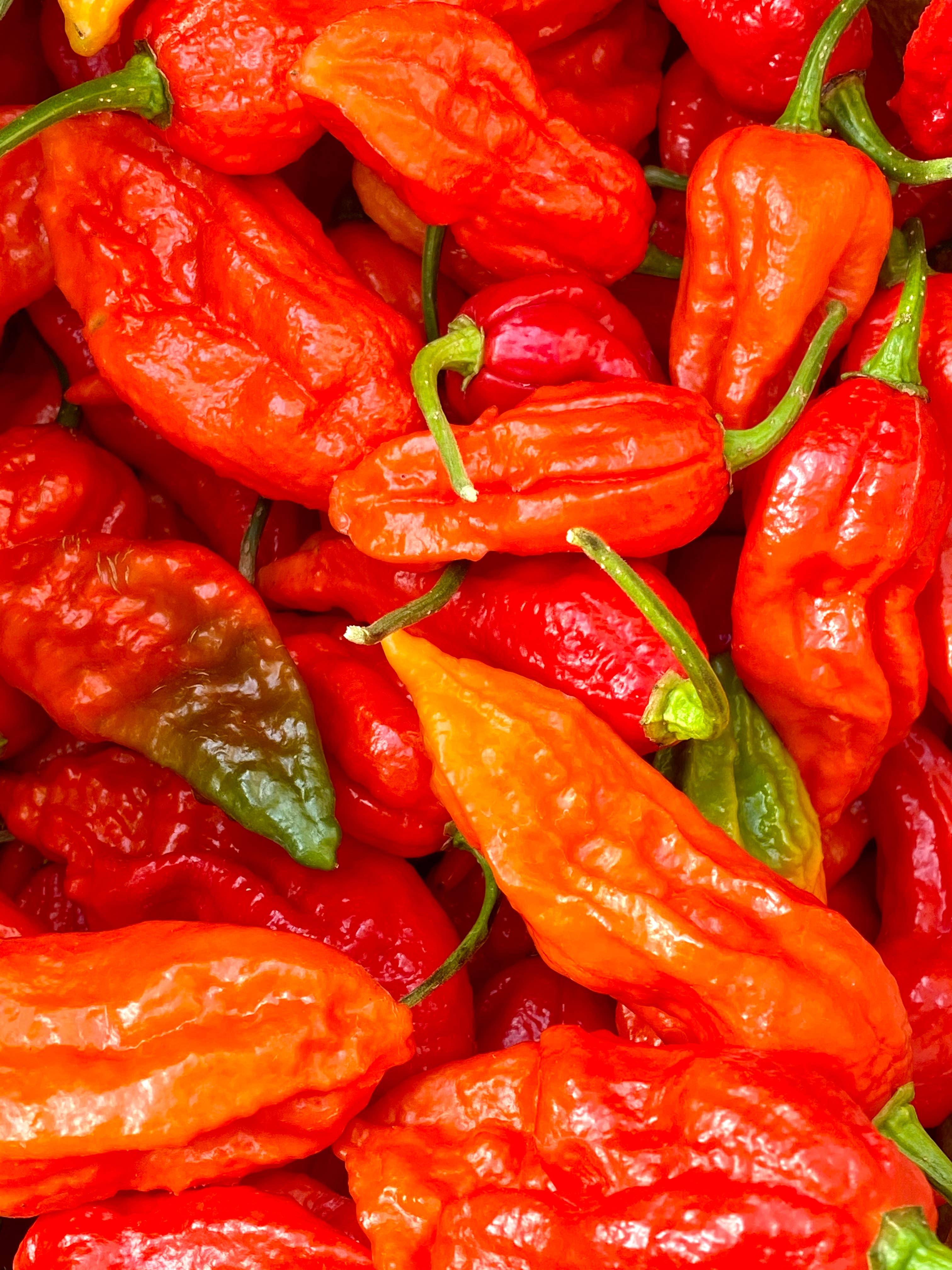 Weymouth 51 Hot Sauces – wholesale Hot sauce – Luxury Christmas Pudding hot chilli sauce 220ml7