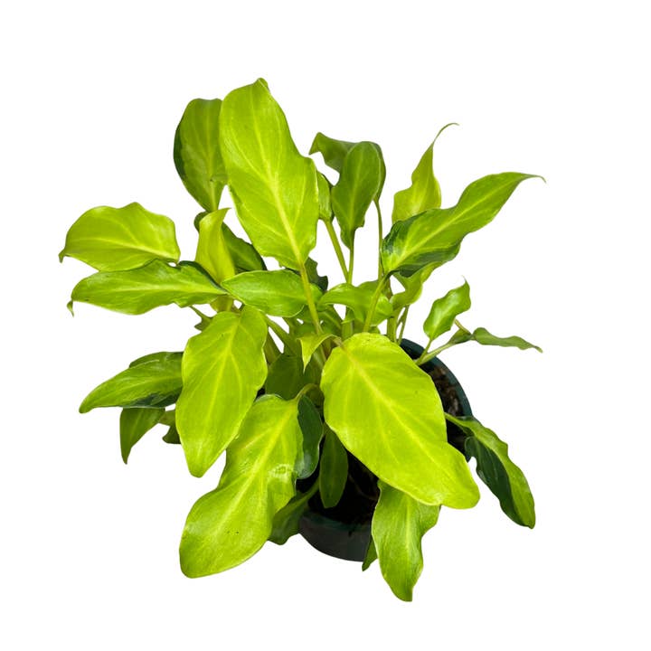 4" Philodendron Xanadu Golden Variegated - Wholesale Plant for wholesale by Flow State