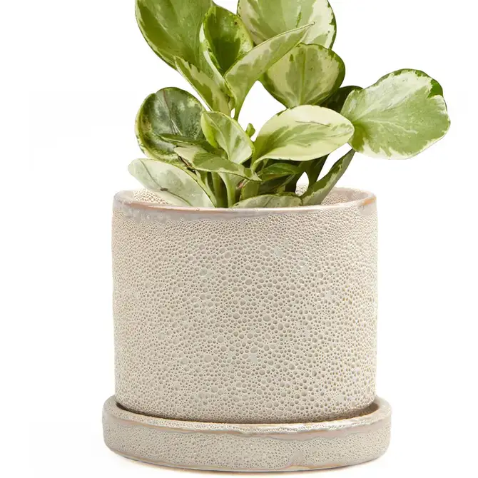 Chive UK - Wholesale Plant Pot - Minute - Glazed Modern Ceramic Pot with Saucer34