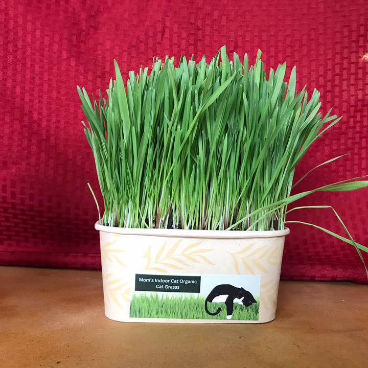 Compostable Cat Grass Bowl for wholesale by Mom’s Indoor Cat