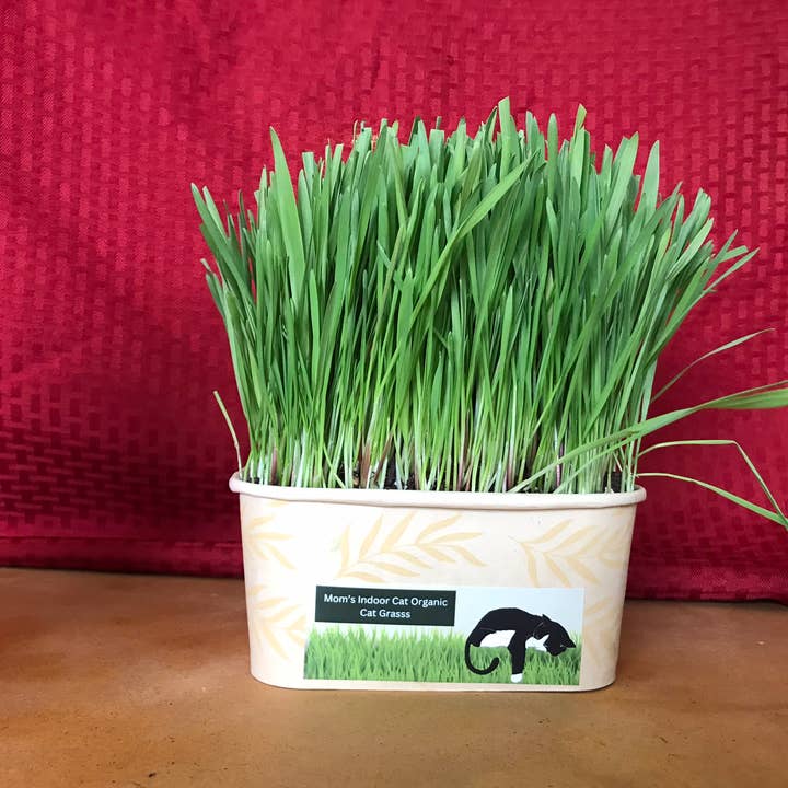 Mom’s Indoor Cat - Wholesale Pet Food - Cat - Compostable Cat Grass Combo Pack - Organic Cat Grass Kits2