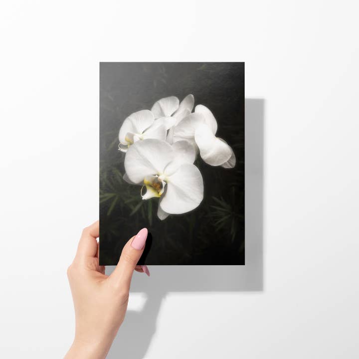 Sheryl’s Virtual Garden - Wholesale Everyday Greeting Card - Emerging Grace Single 5x7 White Orchid Greeting Card1