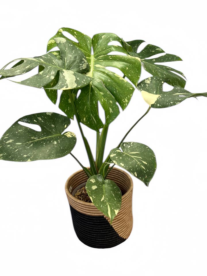 Monstera Thai Constellation for wholesale by Plant Vault